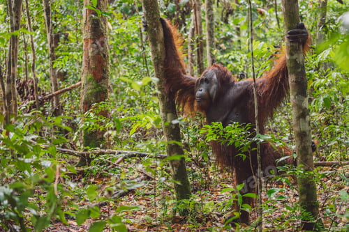 Preview: Orangutans