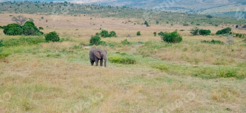 Preview: a big elephant is walking in the dry grass field with mountains in the distance
