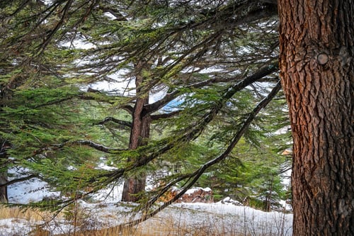 Preview: The Cedars of God