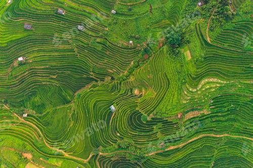 Preview: Paddy rice terraces, green agricultural fields in countryside of mountain hills valley, Vietnam.