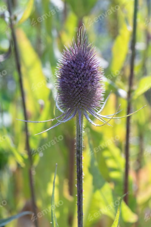 Preview: Fresh purple flowering Dipsacus teasel close up