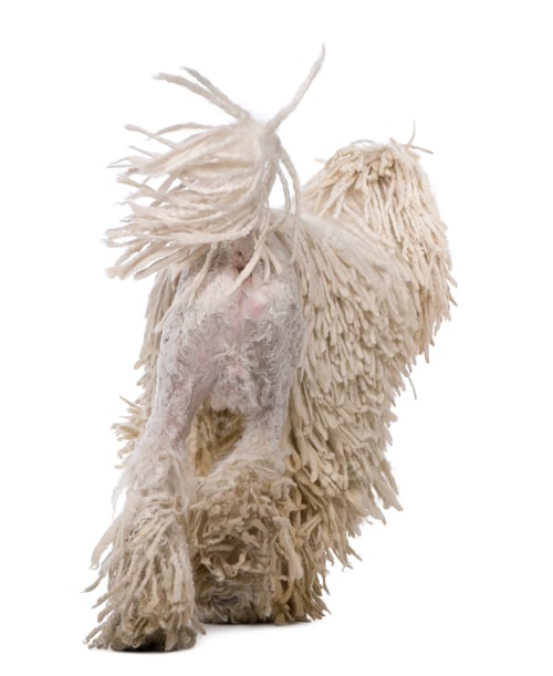 Preview: Rear view of White Corded standard Poodle walking in front of white background