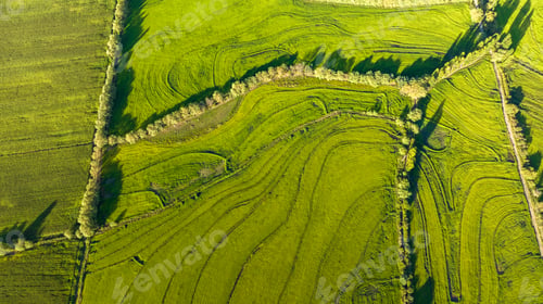 Preview: Aerial view of green rice field. Drone shot frome above