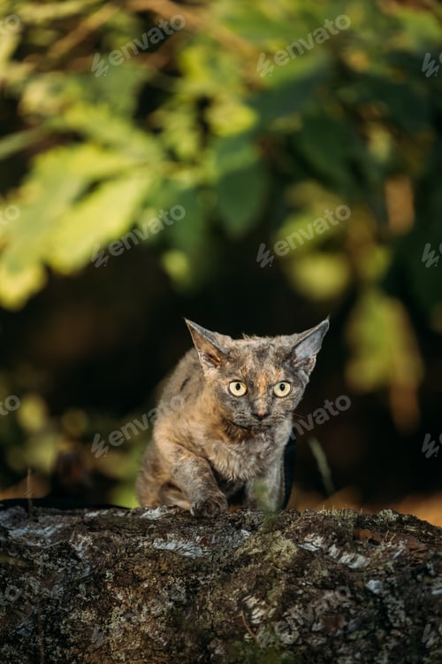 Preview: Cute Funny Curious Playful Gray Devon Rex Cat sitting on fallen tree trunk in forest, garden