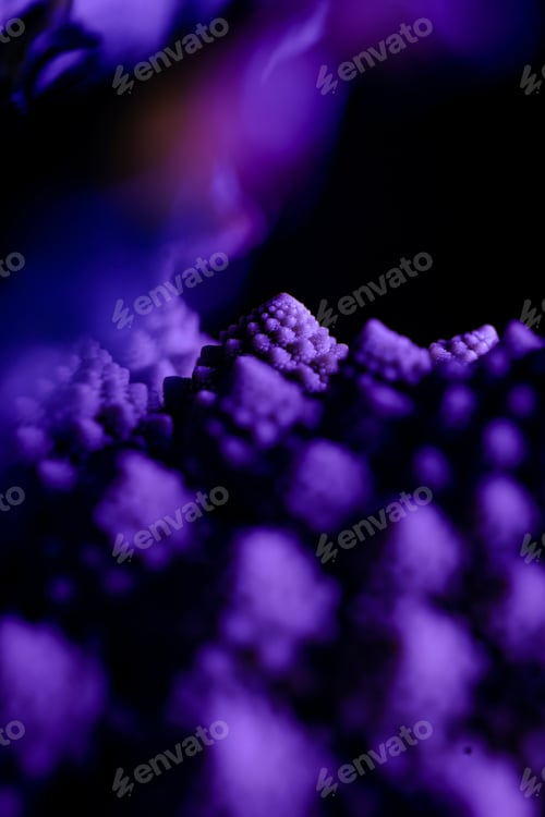 Preview: Cabbage macro with purple colors and plant details