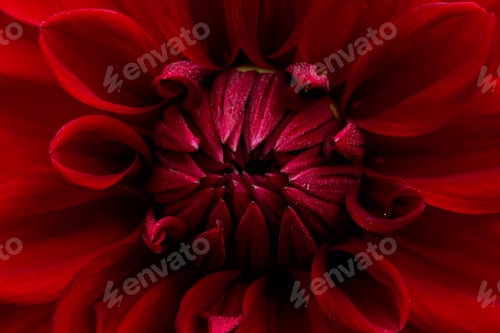 Preview: Red dahlia flower close up.
