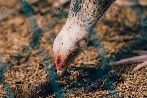 Preview: Free-range hen pecking the ground searching for yummy worms view through a net.