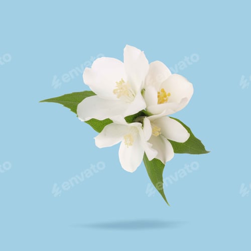 Preview: Jasmine flowers and green leaves in air on light blue background. Blooming plant