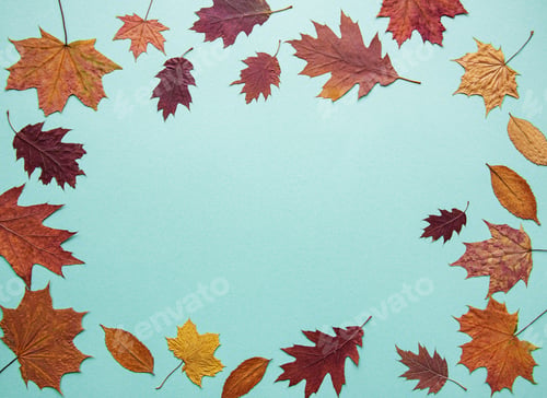 Preview: Frame made of cotton flowers, dried leaves on light blue background.