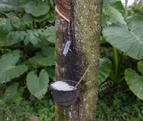 Preview: Latex extracted from tapped rubber tree as a source of natural rubber Latex raw material