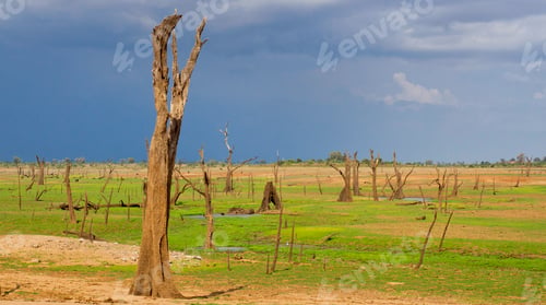 Preview: Waterland Landscape, Udawalawe National Park, Sri Lanka