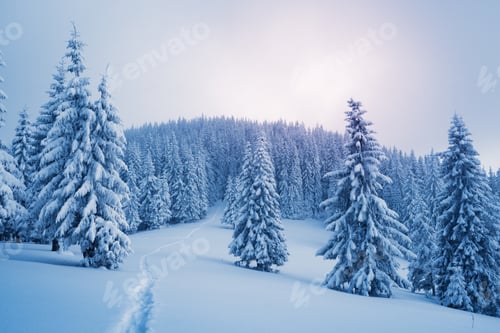 Preview: Snowy Forest Landscape With Track, Winter Scene
