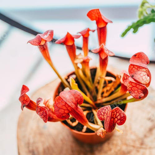 Preview: High-angle view of Trumpet pitchers planted in a flowerpot