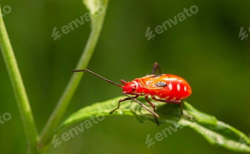 Preview: Red bug, insect on green leaves