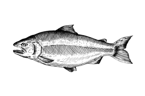 Preview: Hand drawn salmon fish