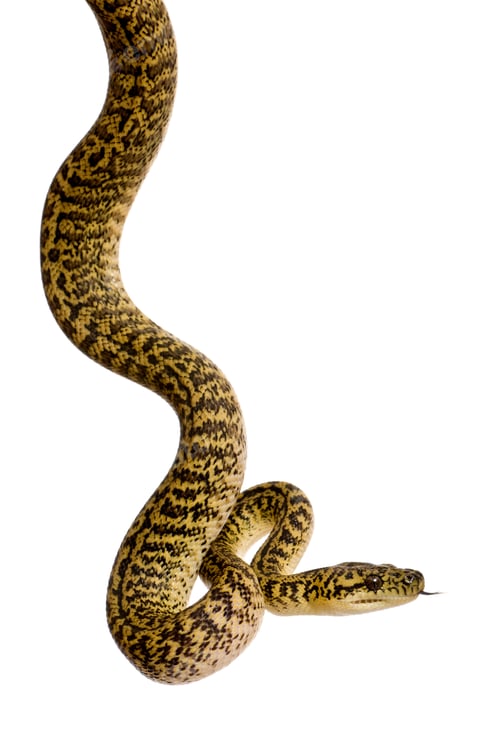 Preview: Morelia spilota variegata, a subspecies of python, against white background