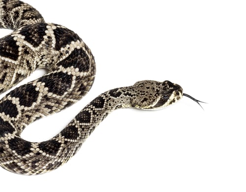 Preview: western diamondback rattlesnake or Texas diamond-back, venomous snake against white background
