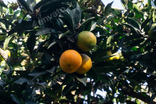 Preview: Oranges on the tree