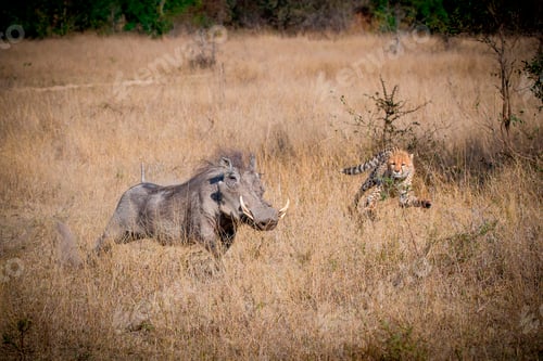 Preview: A cheetah, Acinonyx jubatus, chases after warthog, Phacochoerus africanus, in dry yellow grass