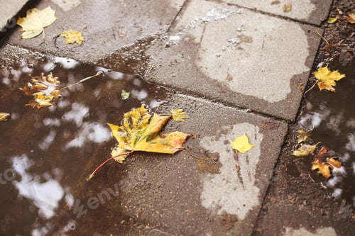 Preview: autumn leaf on the asphalt near a puddle