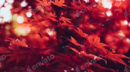 Preview: Red leaves of autumn tree