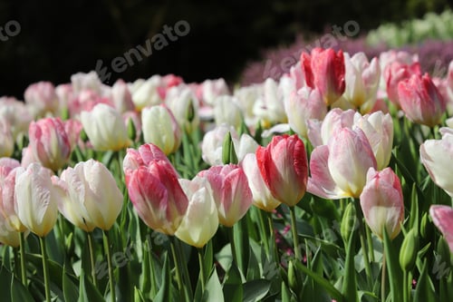 Preview: Tulips