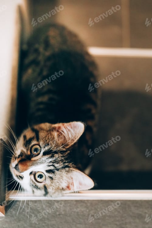 Preview: Kitten Sitting on the Stairs and Looking Up into the Camera