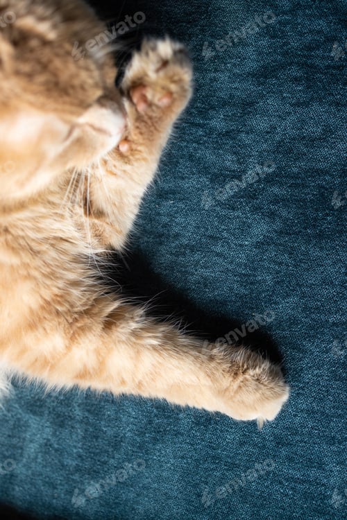Preview: beautiful cute cat licking his paw on stylish bed with funny emotions on background of room