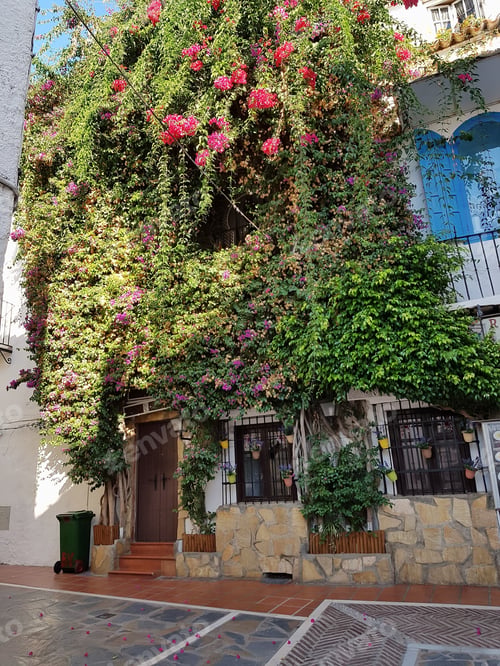 Preview: Building Covered in Bougainvillea Flowers in Urban Setting