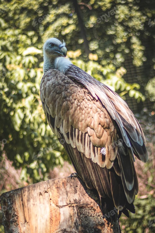 Preview: The white-rumped vulture (Gyps bengalensis)
