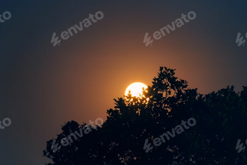 Preview: Full Moon orbiting through silhouette tree in night sky