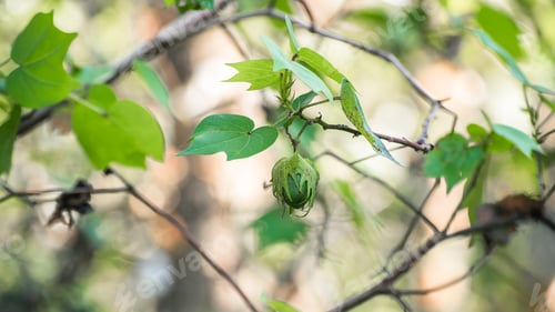Preview: Tree cotton close up photograph, Use for cotton textile production.