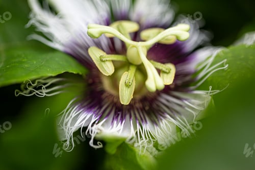 Preview: Macro of flora and fauna. Dutch Caribbean.