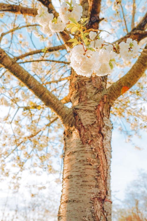 Preview: Branches of blossoming cherry on gentle light blue sky background in sunlight.