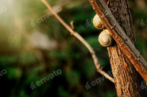 Preview: two cute snails on branch in sunny evening on green background