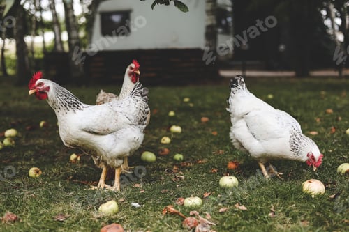 Preview: Life on the farm. White cute chickens eating fallen apples in backyard. Country, village lifestyle N