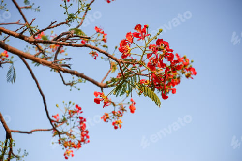 Preview: Selective focus colorful Delonix Regia flower in the sky background.Also called Royal Poinciana, Fla