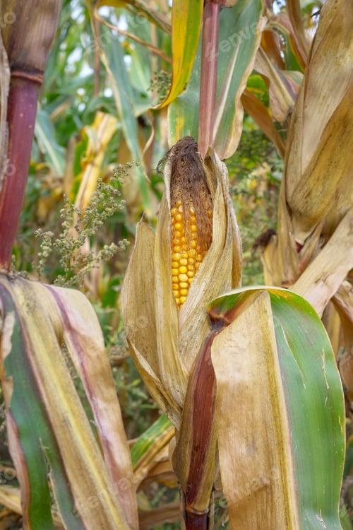 Preview: Close up photo of corn cob in the field, selective focus.