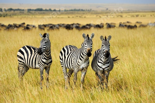 Preview: Zebra on grassland in Africa