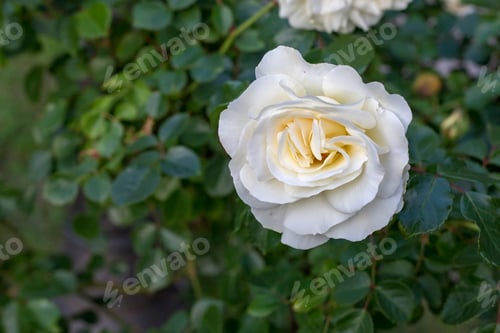 Preview: white rose