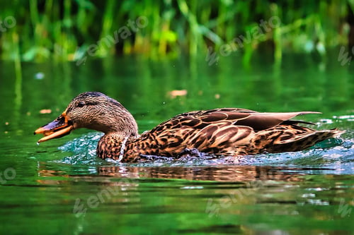 Preview: Mallard duck in a tranquil pond, with its vibrant plumage visible in the clear green water.