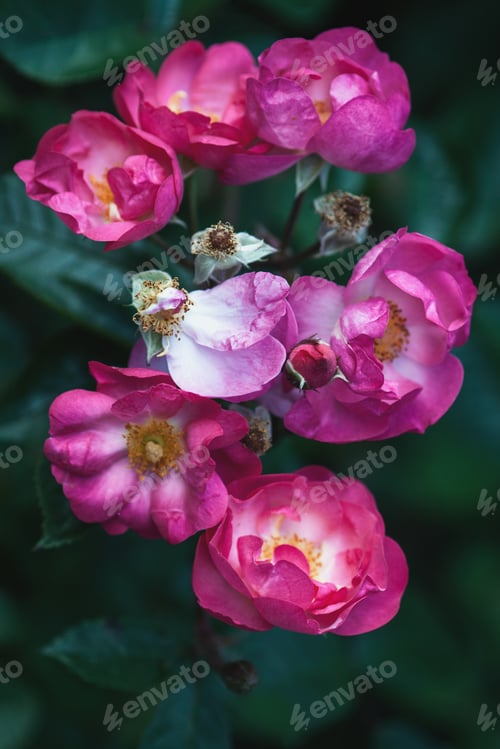 Preview: Pink roses in the evening garden, summer flowers floral background