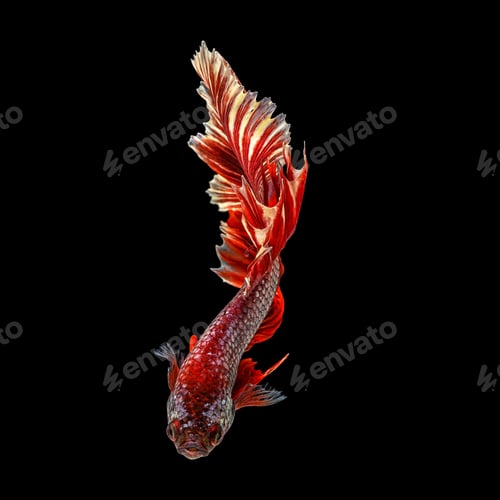 Preview: Movement beautiful of colorful siamese betta fish or half moon betta splendens fighting fish