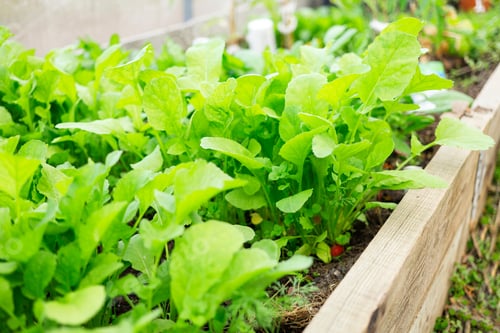 Preview: Growing radishes in an organic greenhouse garden
