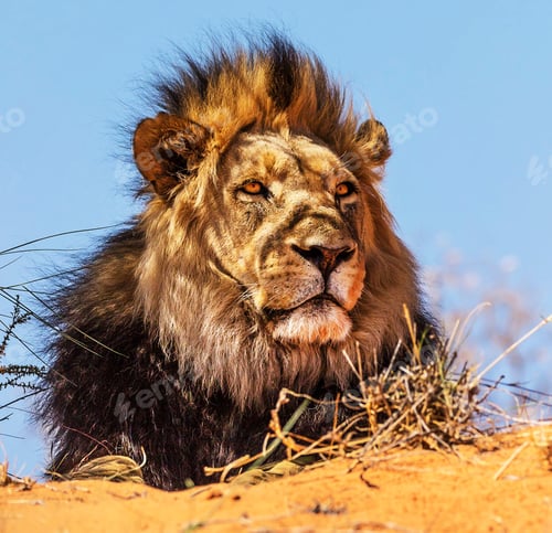 Preview: South Africa Wildlife pictures