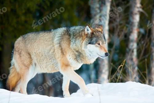 Preview: Wolf walking in the cold winter forest