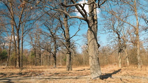 Preview: Oak Trees Without Leaves In Beautiful Early Spring Sunny Day. Nature Deciduous Forest Landscape