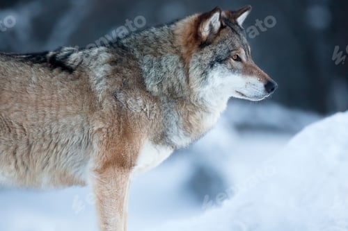 Preview: Close up of wolf standing in the snow