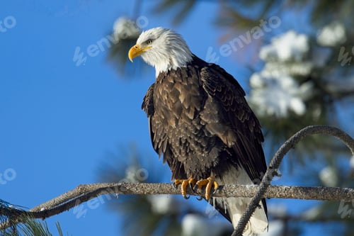 Preview: Perched bald eagle looking for food.
