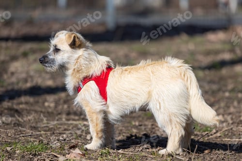 Preview: Little dog happy walking in spring park